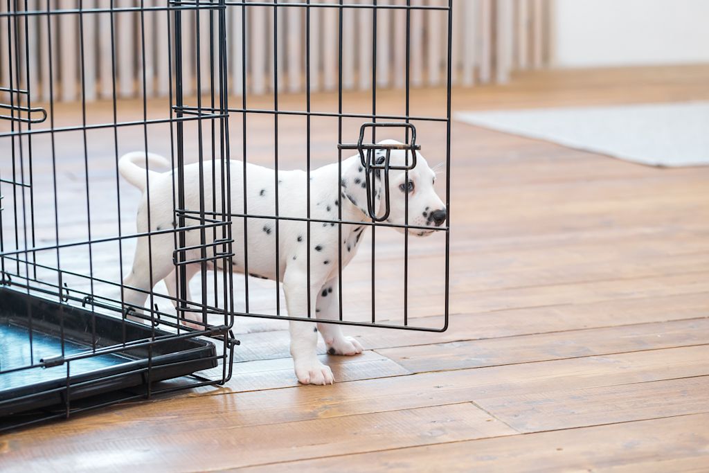 Caisse d'apprentissage chien