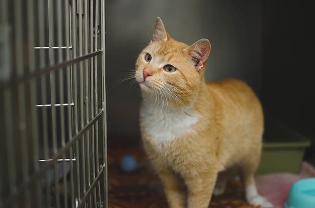 Faire venir un chat de l'étranger