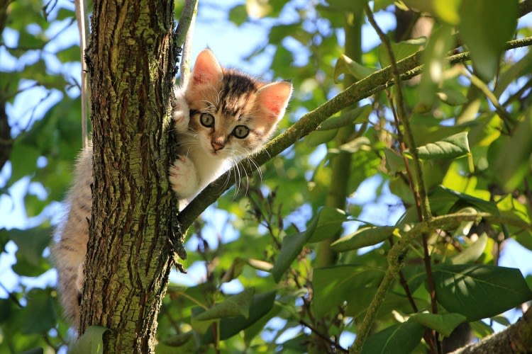 chaton arbre