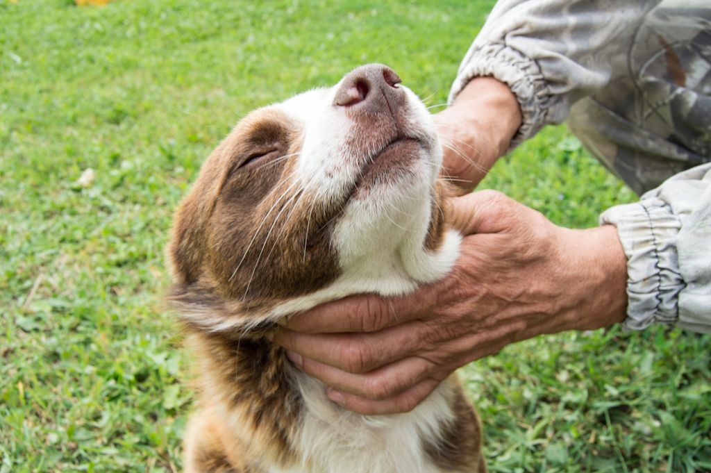 massage de la gorge d un chien