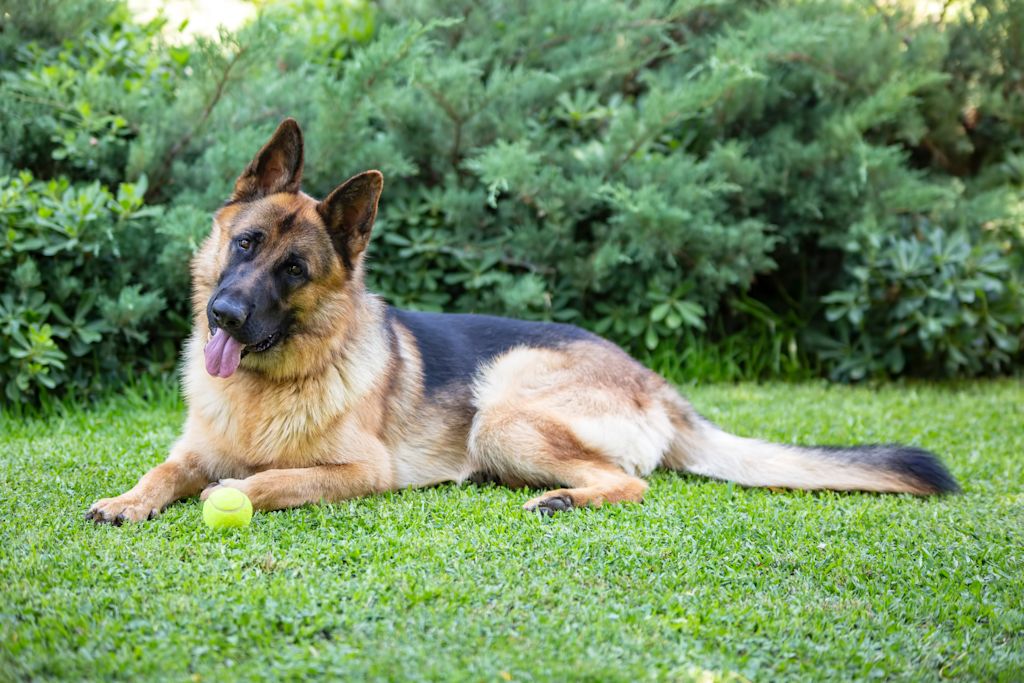 chien berger allemand
