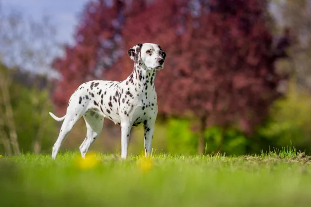 Quel est le plus beau chien du monde Le dalmatien Actualit