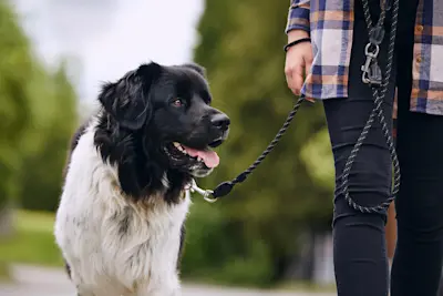 Weißer Hütehund, der eine Ziegenherde bewacht