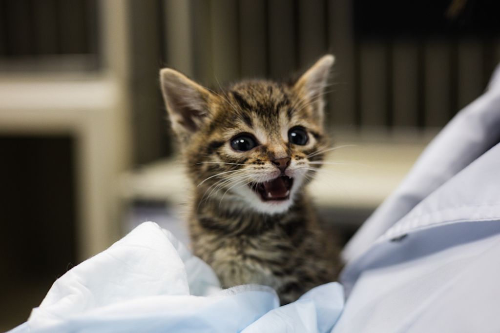 chaton tigre veterinaire