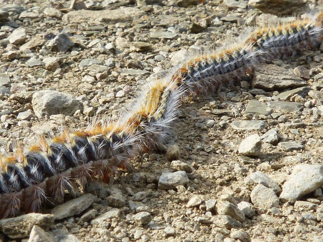 procession de chenille