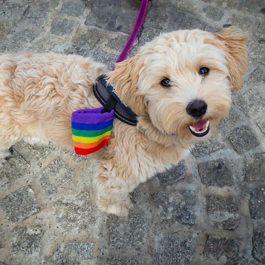 Maltipoo avec noeuds