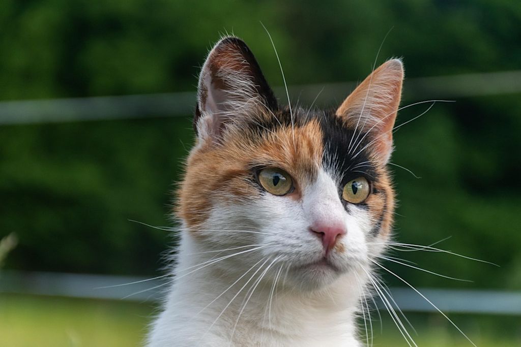 chat avec 3 couleurs