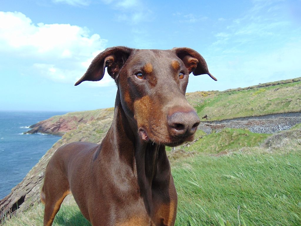 doberman