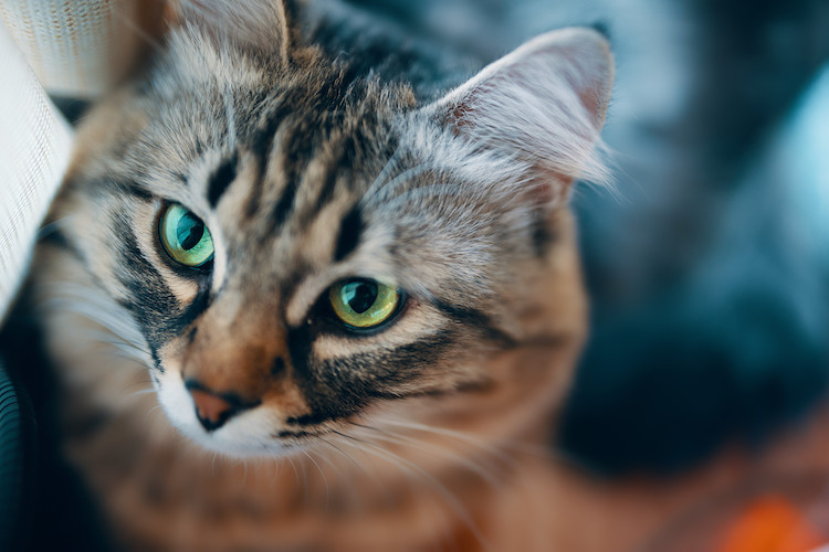 Le chat est le plus vieux compagnon de l'Homme