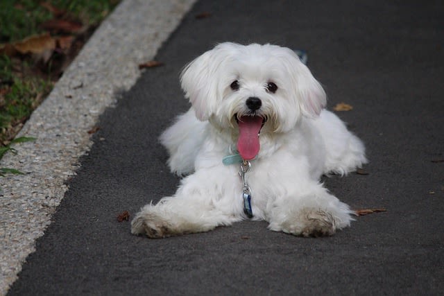Chiot bichon maltais
