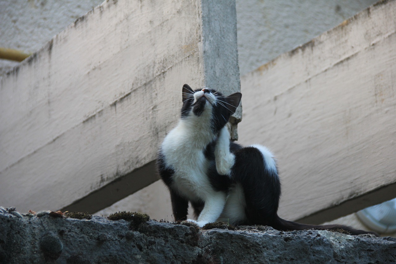 chat qui se gratte