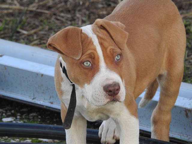 Staffie chiot