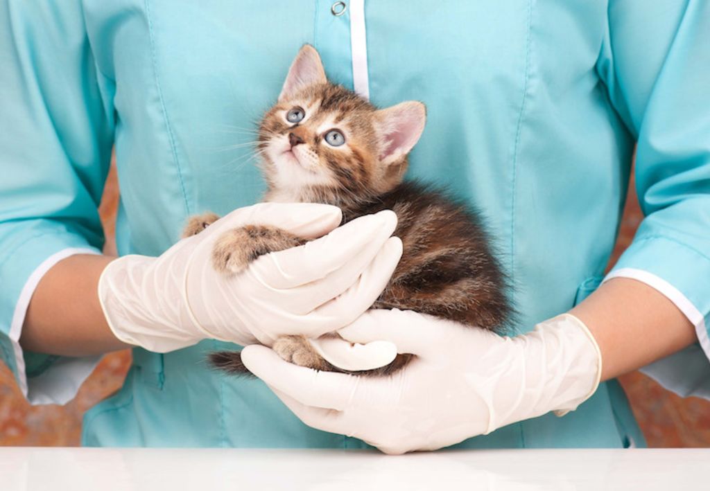 freais veterinaires assurance chat