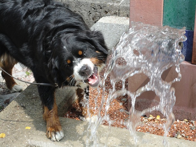 chien et coup de chaud