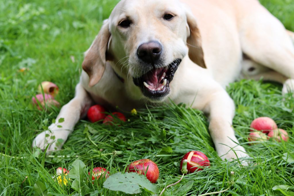 chien et pommes