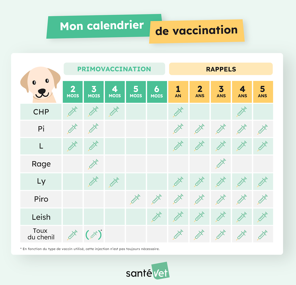 SVFR - Infographie - Calendrier Vaccination Chien