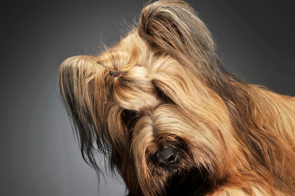 briard