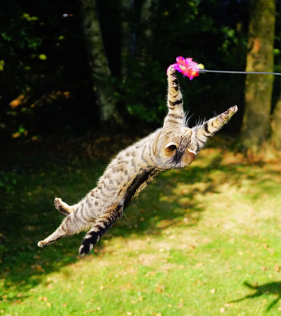 le chat volant