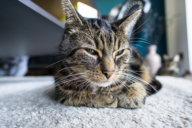 katze schläft auf bauch