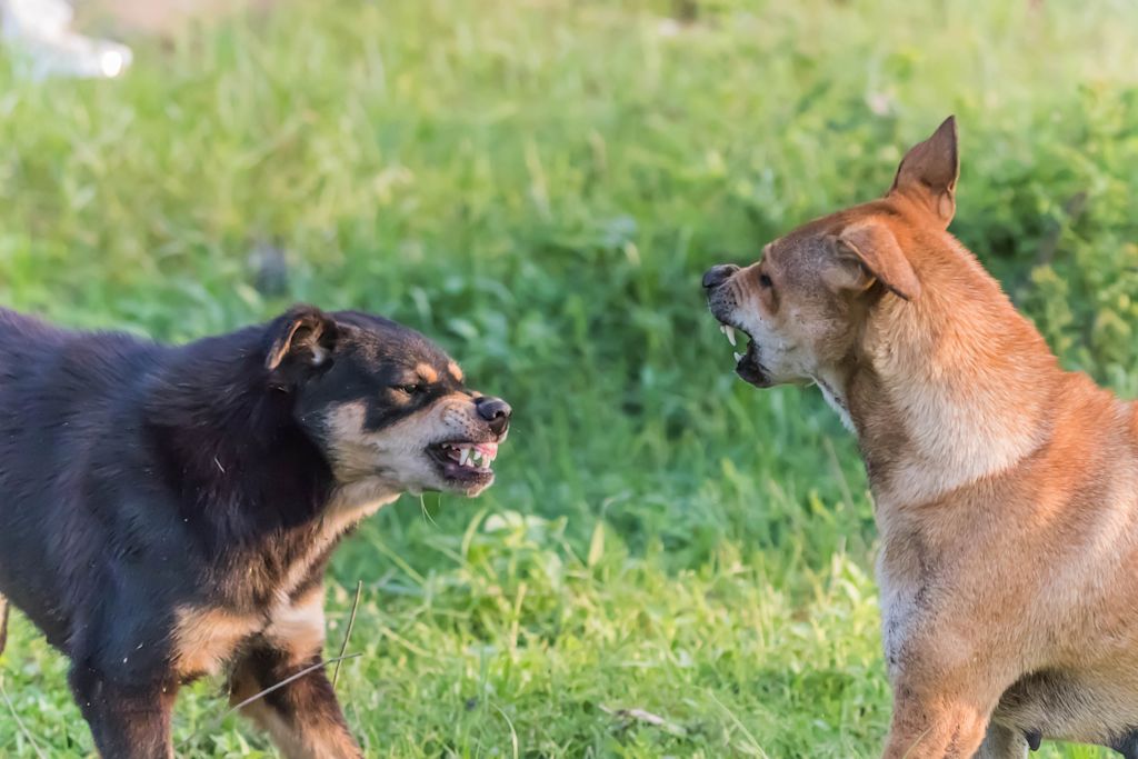 Chien agressif avec les autres chiens
