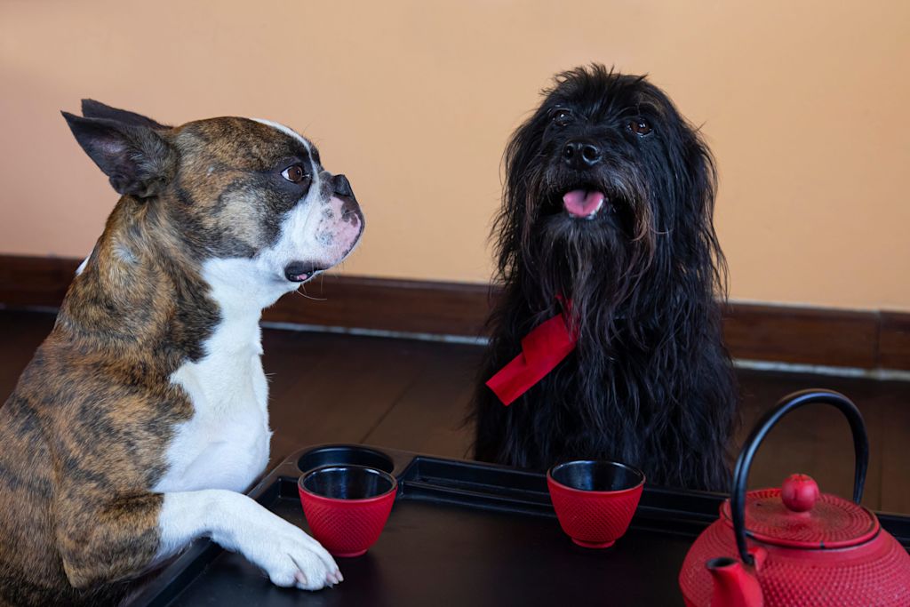 Chien qui boit du thé