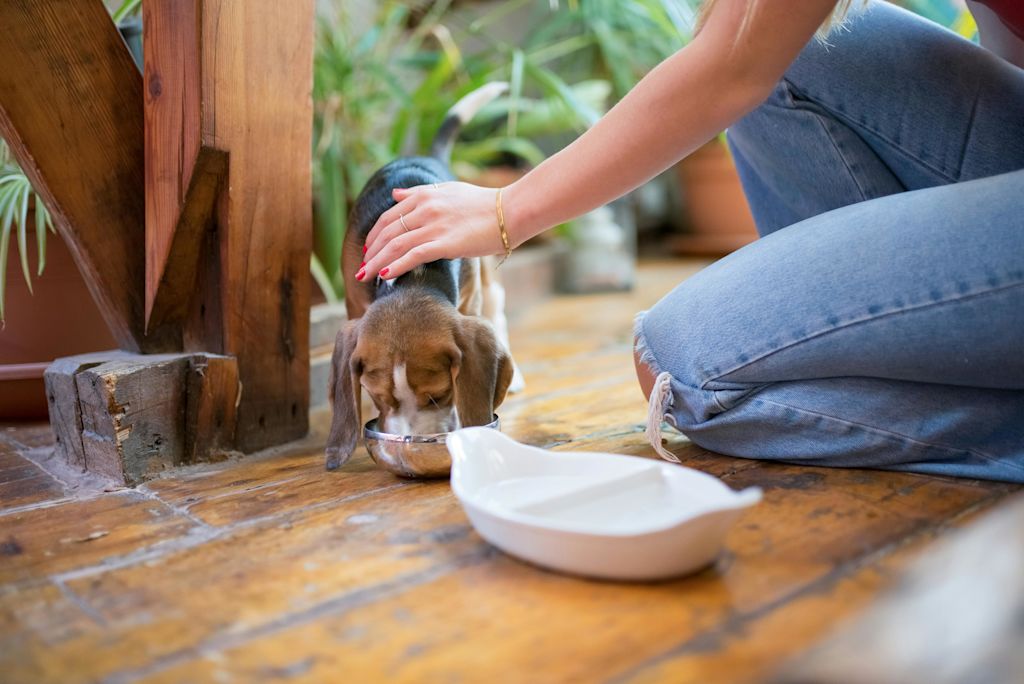 Chien qui mange