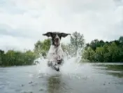 Santevet_-_puces_et_tiques_-_des_traitements_qui_resistent_a_l__eau_-_DR