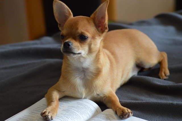 Chihuahua adulte