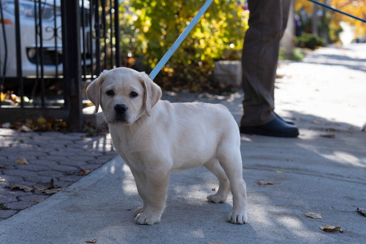 Chiot en laisse