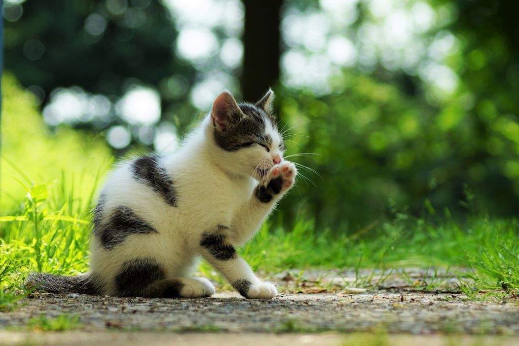 Chaton qui se gratte