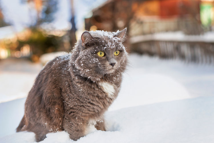 chat dans le froid