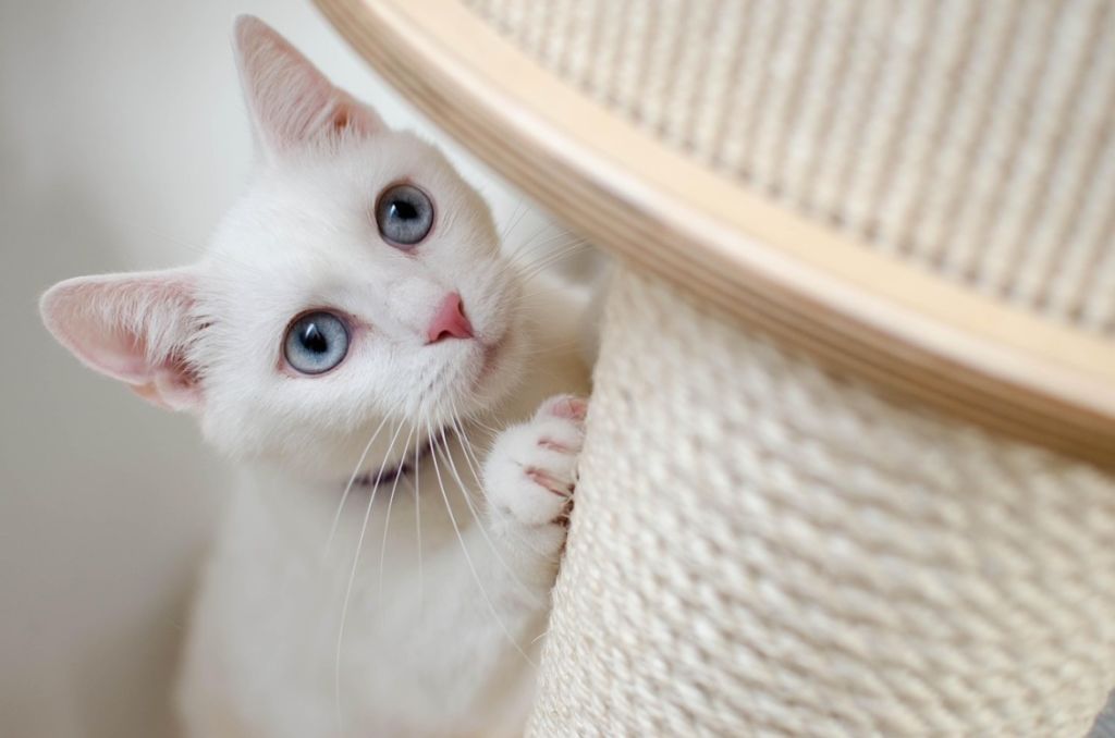 Chaton et son arbre à chat