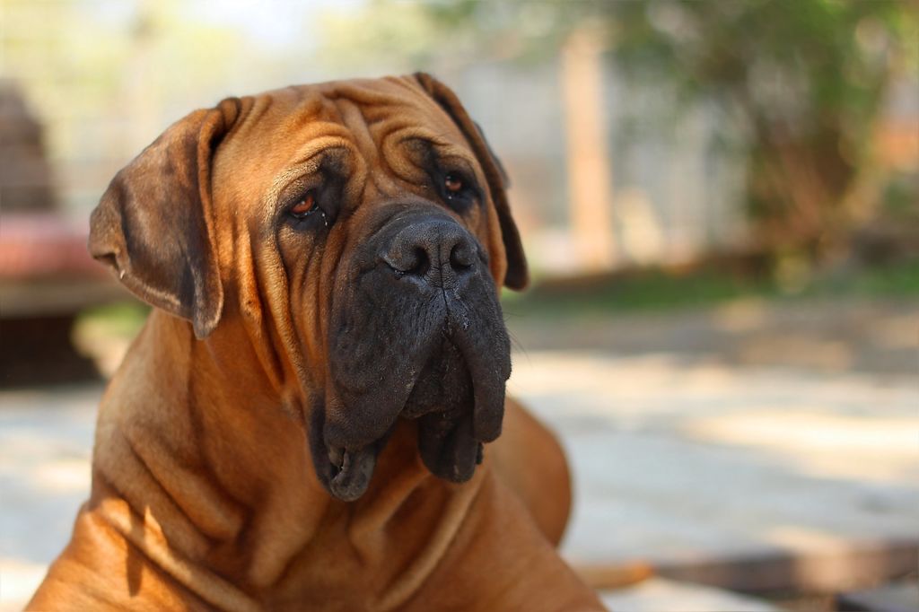 boerboel