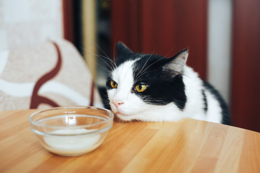 le lait est-il bon pour le chat