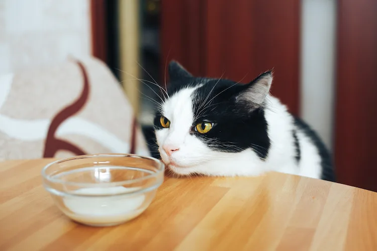 Est-il possible de donner du lait à son chat ? - Santévet