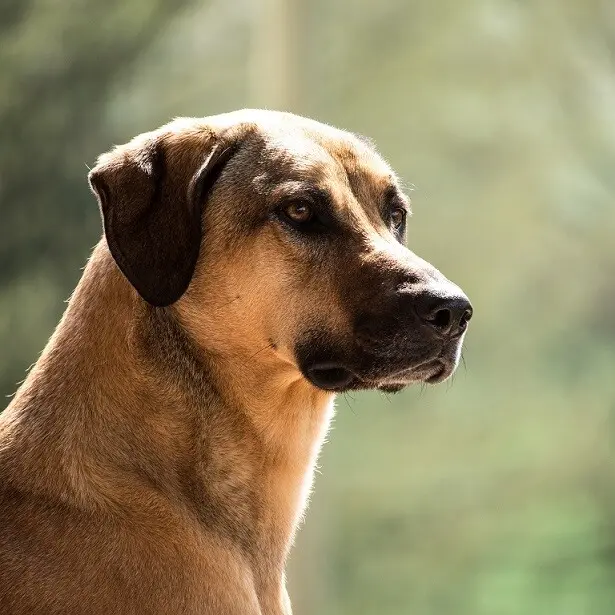 Kangal: loyal und treu