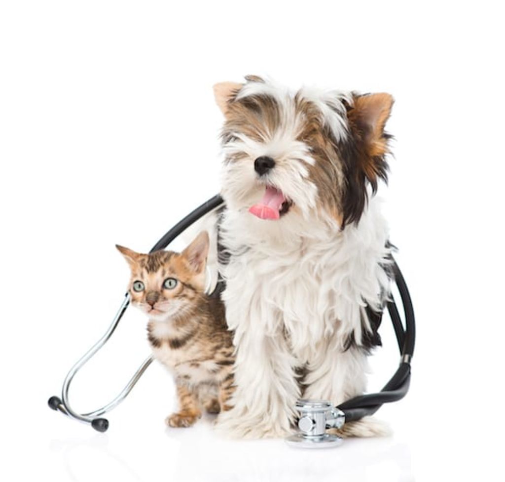 chien et chat assurance sante animale