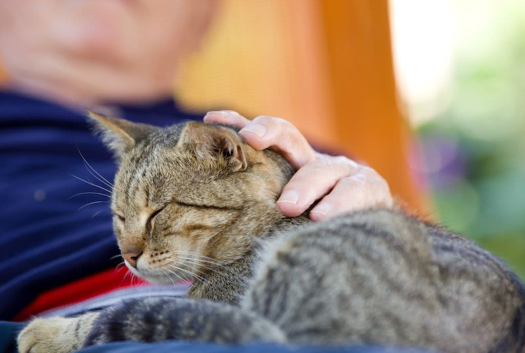 Ronronnement chat félin