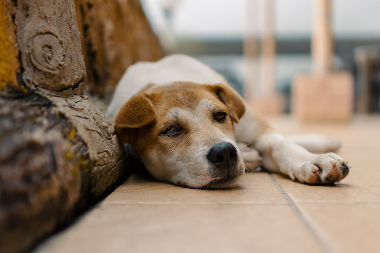 tous les chiens n'ont pas la même espérance de vie