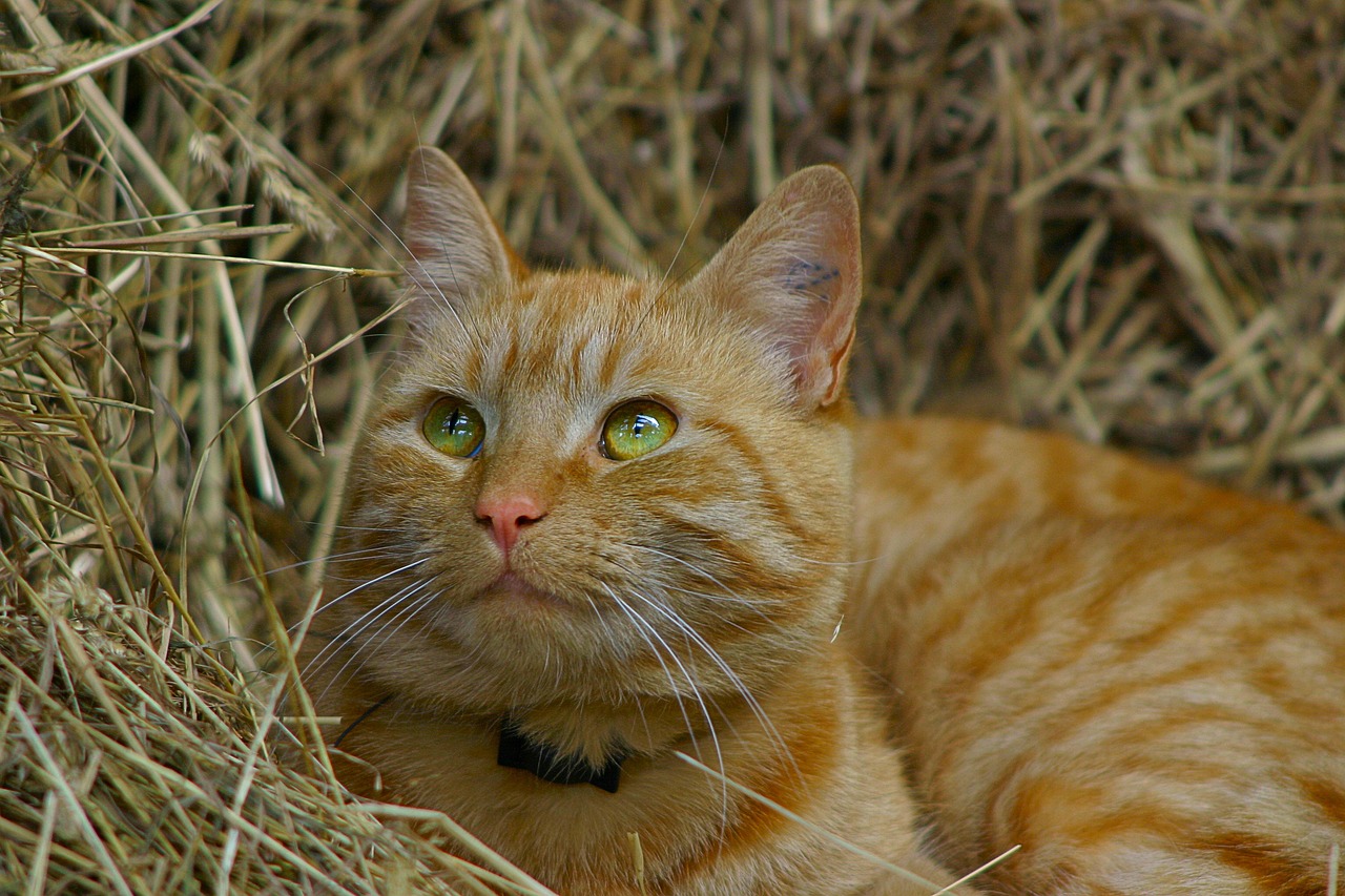 Chat dans la paill