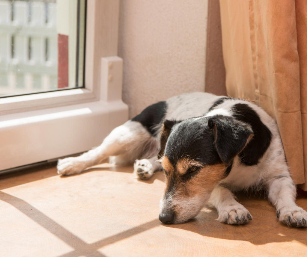 Facebook _animal de la semaine