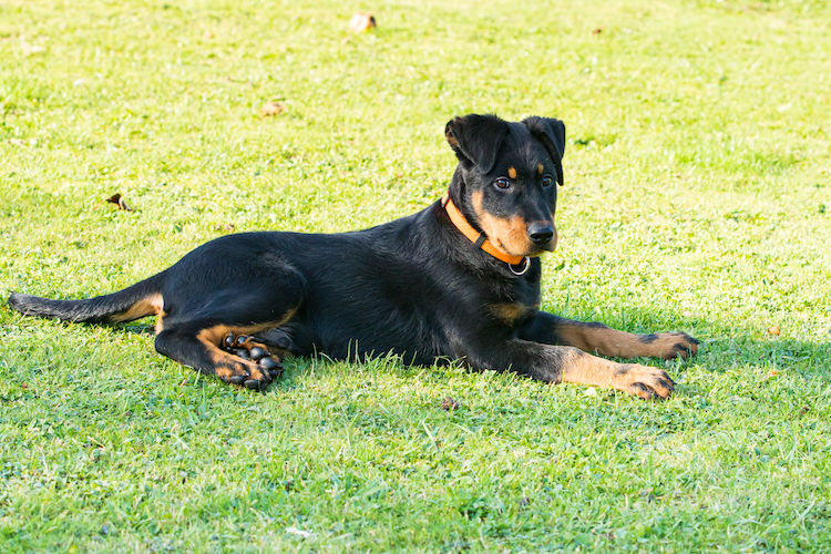 chiot beauceron