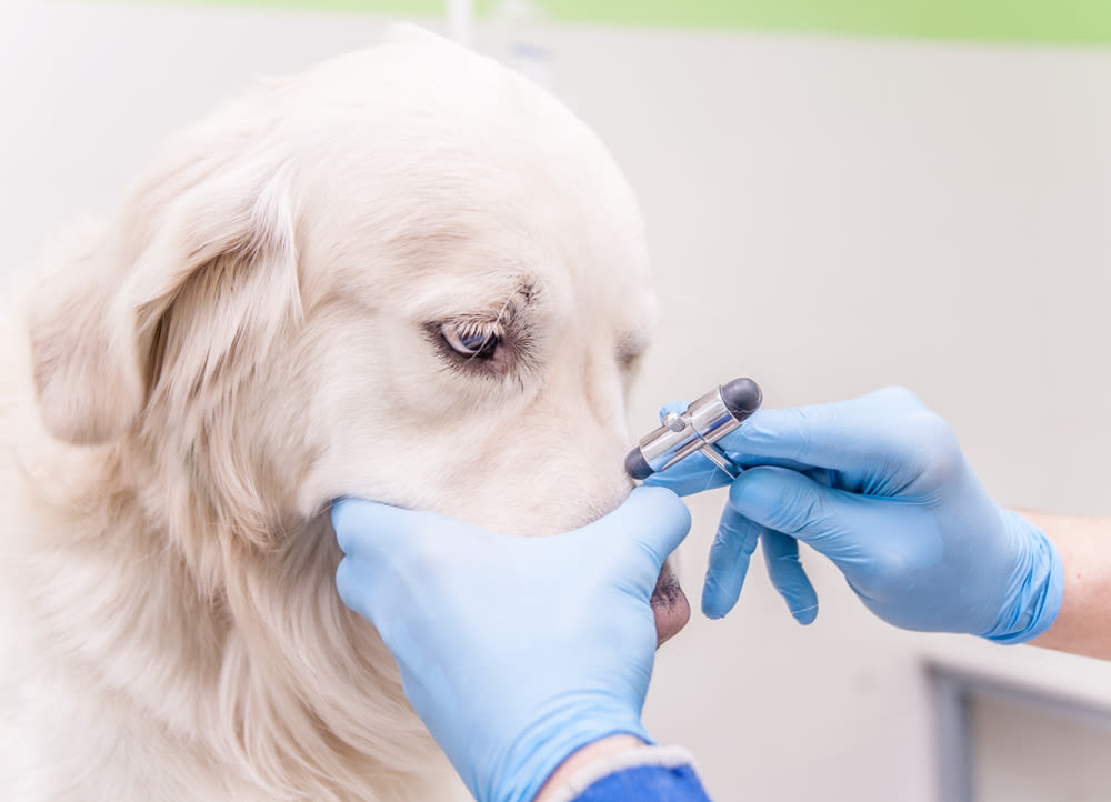 Onderzoek bij dierenarts