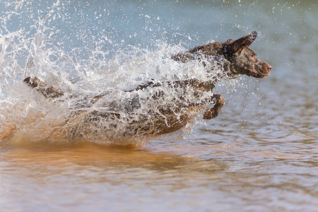 chien_antiparasitaire_et_baignade