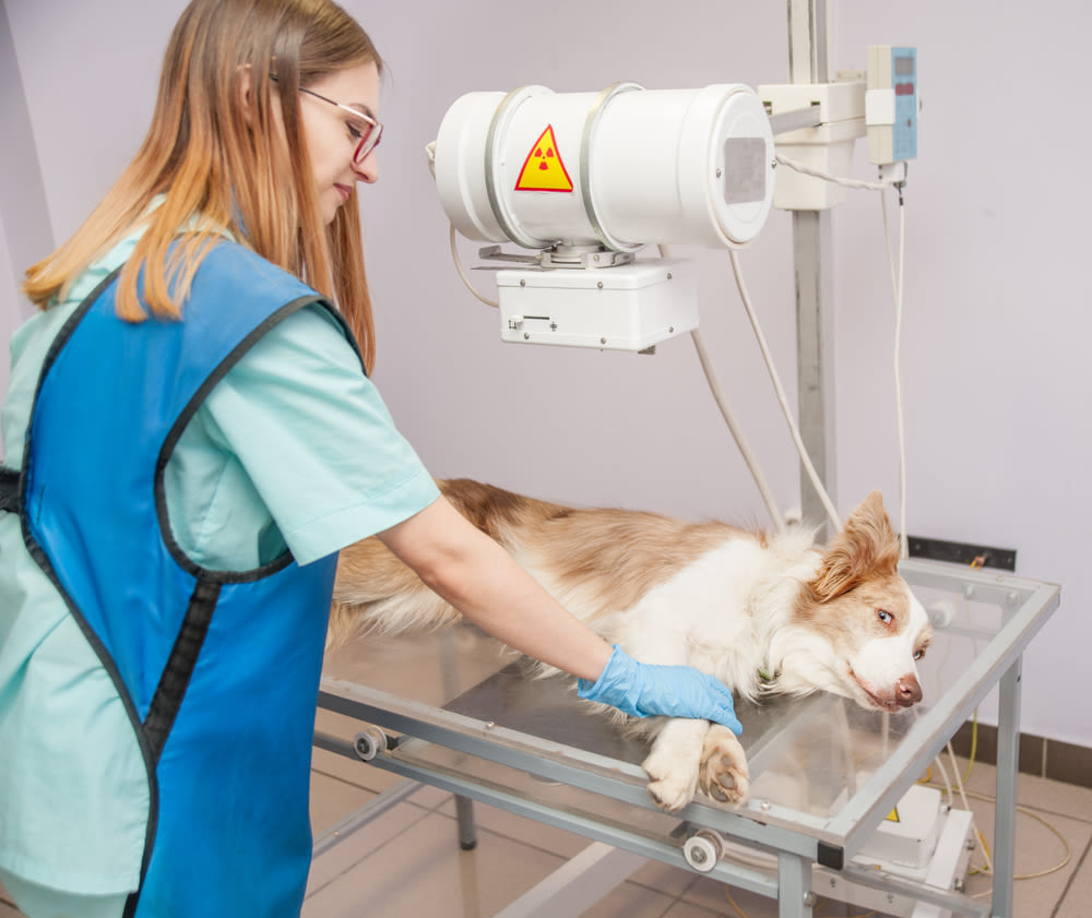 Radiografía para perros