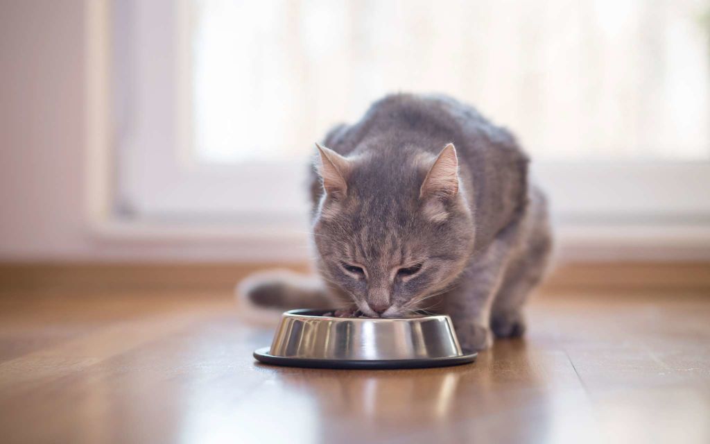 Les-croquettes-pour-chat.jpg