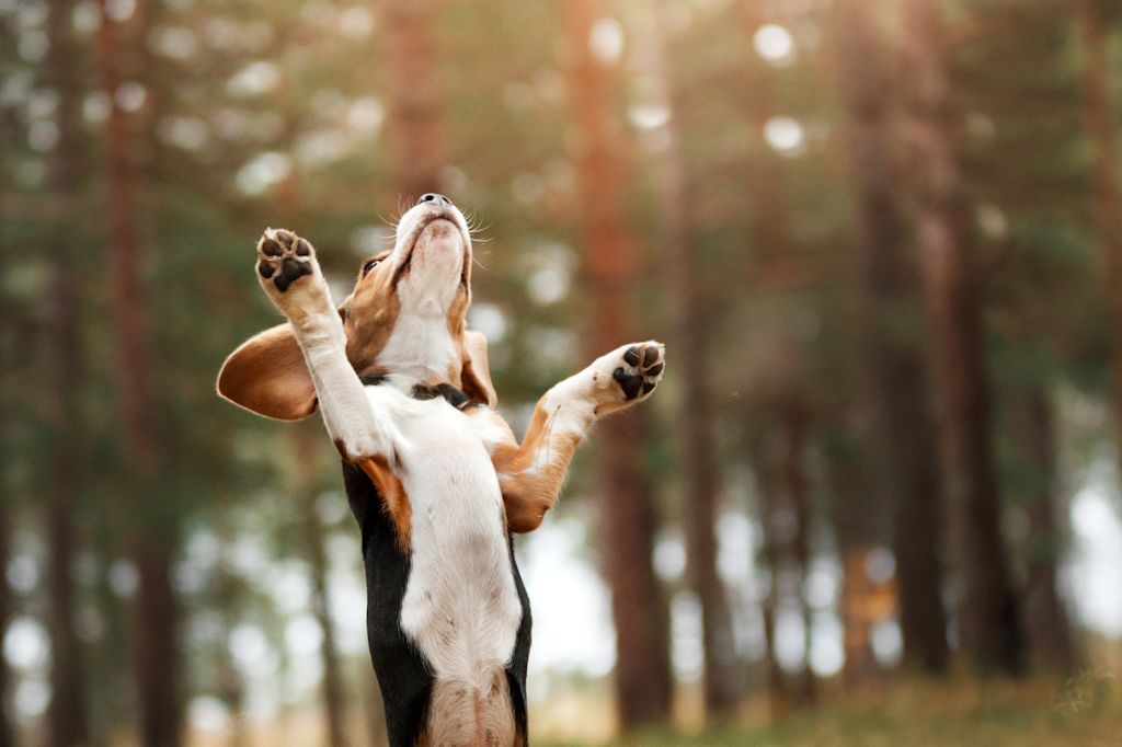 Chiot Basset Artésien