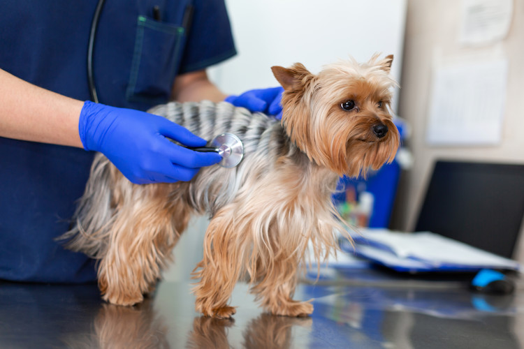 souffle au coeur Yorkshire terrier