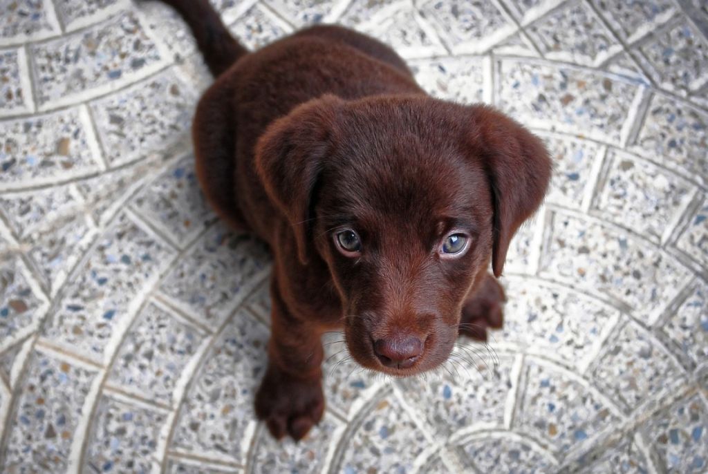 Chiot Labrador