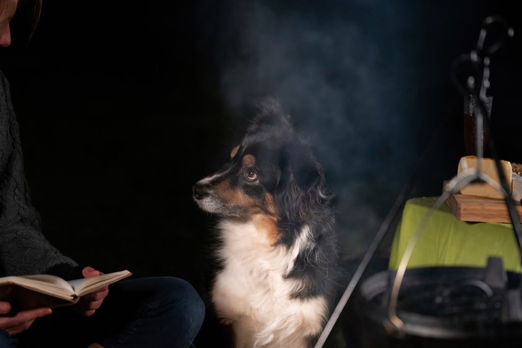 Chien dans la fumée